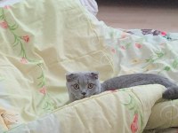 5 AYLIK SCOTTISH FOLD