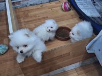 Pomeranian köpekler