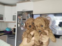 4 Poodle Yavru