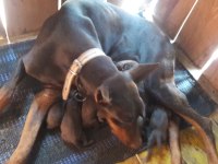 Doberman yavrular