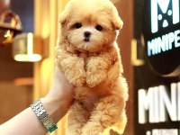 Akıl Almaz Guzellıktelı Toy Poodle Kuzucuklarımız