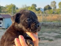 Dünya şampiyonu kan hattı cane corso