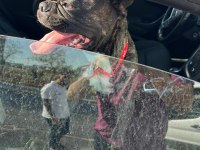 TUVALET EĞİTİMLİ FRENCH BULLDOG