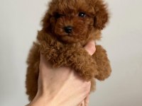 TOY POODLE YAVRU KÖPEĞİMİZ