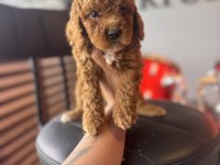 Pofuduk Toy Poodle