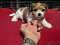 Çok özel tea cup morkie yavrularımız