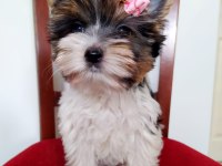 Yorkshire Terrier Ve Biweryork Yavrular