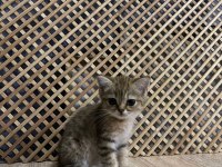 BLACK GOLDEN BRITISH SHORTHAİR
