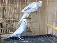 2 takım yerli muhabbet kuşlar