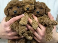 IRK GARANTİLİ EVİNİZİN NEŞESİ TOY POODLE