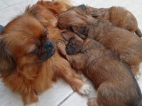 5 Mayıs doğumlu tibet spaniel yavruları