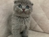 Ayı surat top kafa sıfır kulak ERKEK scottish fold