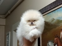 Üst Kalite Sıfır Burun Pomeranian Boo (Teacup)