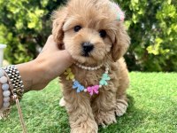 Maltipoo f2b safkan yavrularımız mini boy en küçük boy