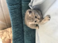 1 aylık yavru scottish fold