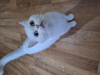 British Shorthair Old Eyes