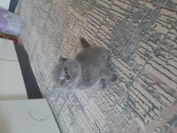 Yeni british shorthair yavrularımız yuvasına gitmeye hazır