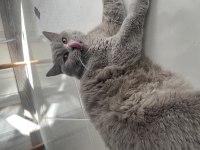 Ücretsiz kısır british shorthair kedim