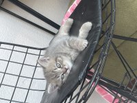 British shorthair yavrularımız hazır