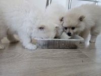 Bebek kendi pomeranian yavrularımız
