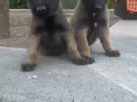 1,5 Aylık Yavru Belçika Kurdu