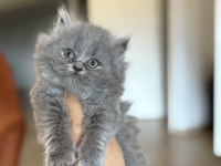 BRITISH LONGHAIR YAVRULARIM 