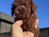 RED BRAWN TOY POODLE YAVRU