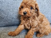 Safkan 0 numara toy poodle