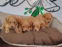 Maltipoo terrier köpekler