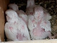 Yerli üretim bebek albino cennet papağanları