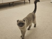 Dişi Kısır Scottish Fold