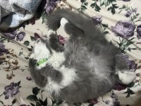 British longhair cins kedimiz 10 aylık