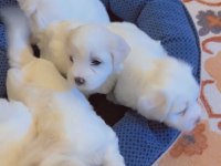 Yavru maltese terrier