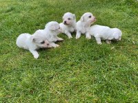 Kore maltese 62 günlük