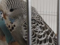 Show Jumbo Muhabbet Kuşu Yavrular Ele kola Alıştırmalık