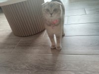 Scottish fold Fıstık yeni yuvasını arıyor