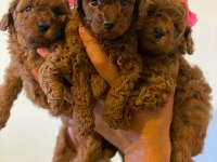 Wc Eğitimli Ev Ortamına Uygun Poodle Bebekler