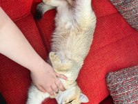 Tüm Aşıları TAM British Shorthair