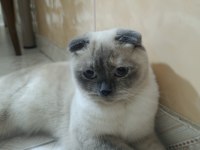 Scottish Fold Kedimiz Pamuğa Eş Arıyorum
