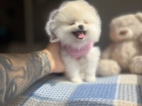 AYI SURAT POMERANİAN BOO YAVRULAR