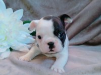 French Bulldog Yavruları