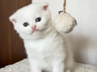 Scottish Fold 2 Aylık Yavru Kedimiz