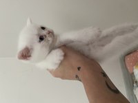 3 beyaz ve 1 gri 1 aylık yavru british longhair