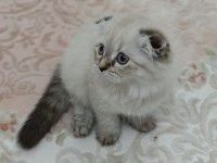 scotshfold 2 aylık eğitimli mina kızımız