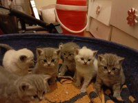 27 günlük british shorthair yavrularımız