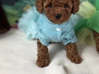 Toypoodle Yavrularımız