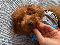 Veteriner Destekli Toy Poodle