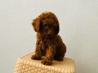 Toy Poodle Yavruları Orijinal