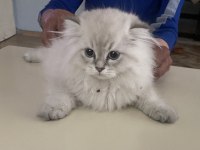 Acil vereceğim british longhair