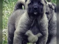 SHOW KALİTE SAFKAN KANGAL YAVRULARI
